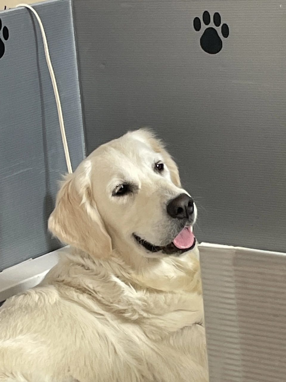 Abby, cream golden retriever, relaxing on the couch
