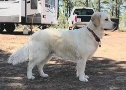 Beauty, cream golden retriever, standing in the desert