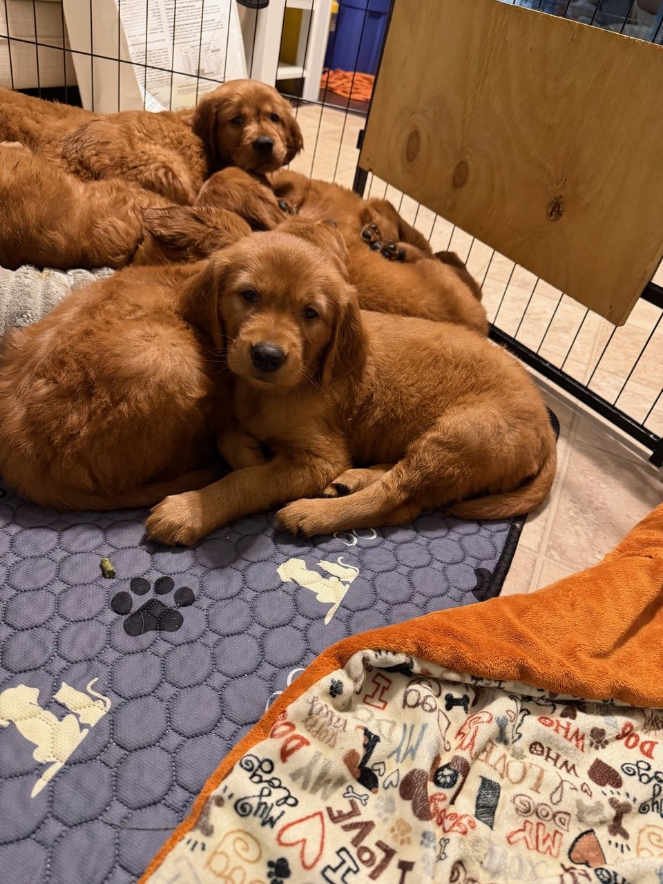 Litter of Clumber spaniel puppies