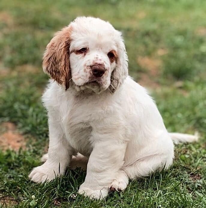 Clumber spaniel puppy sitting on the grass