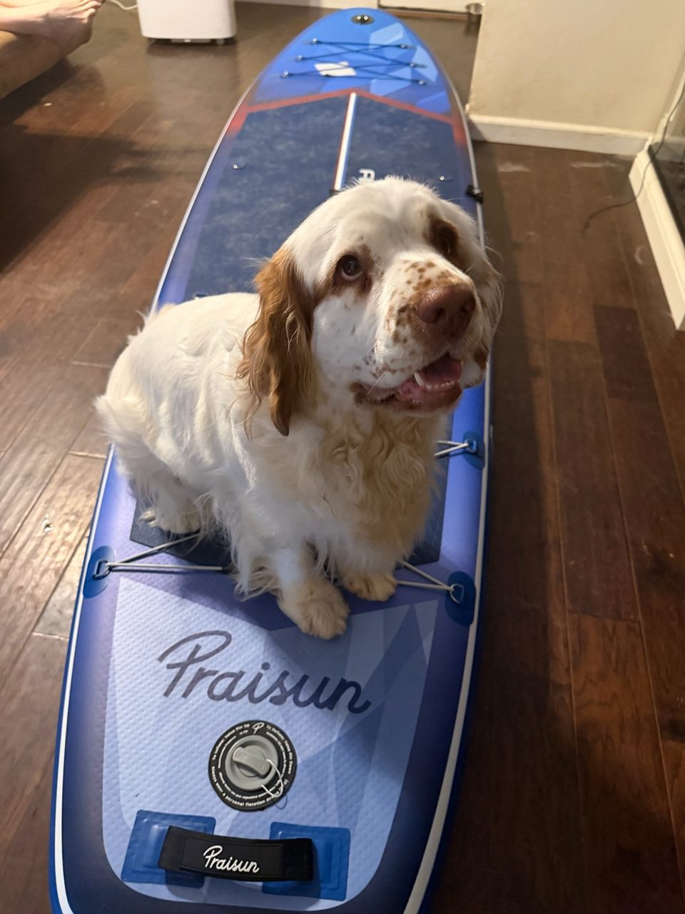 Clumber spaniel sitting on a paddle board