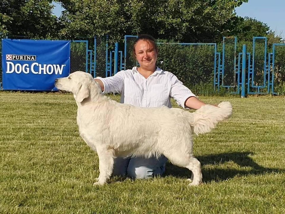 Cream golden retriever stacked for conformation