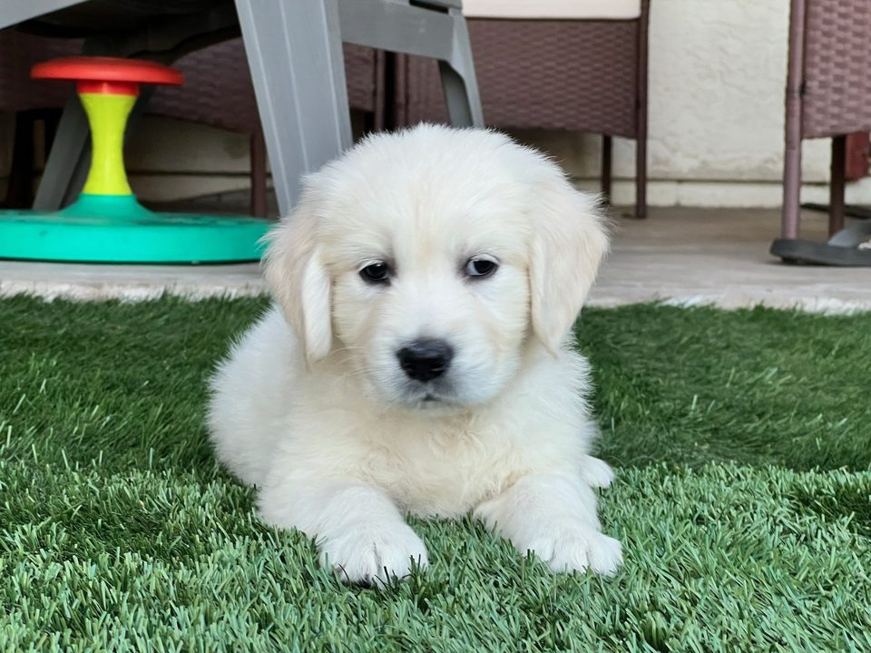 Cream golden retriever puppy in an Arizona backyard