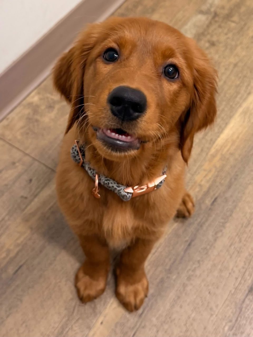 Dark red golden retriever puppy sitting on a wood floor
