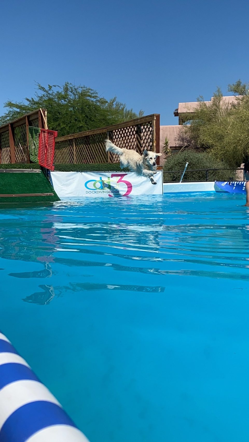 Golden retriever leaping off a dock into a pool