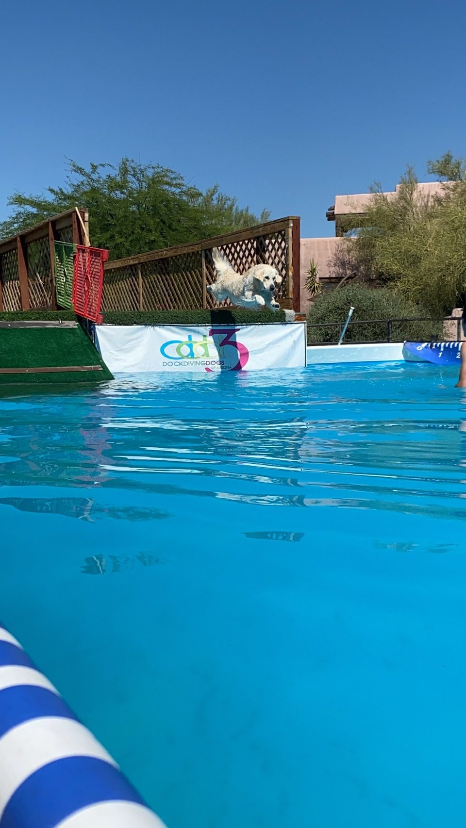 Golden retriever landing in a dock diving pool