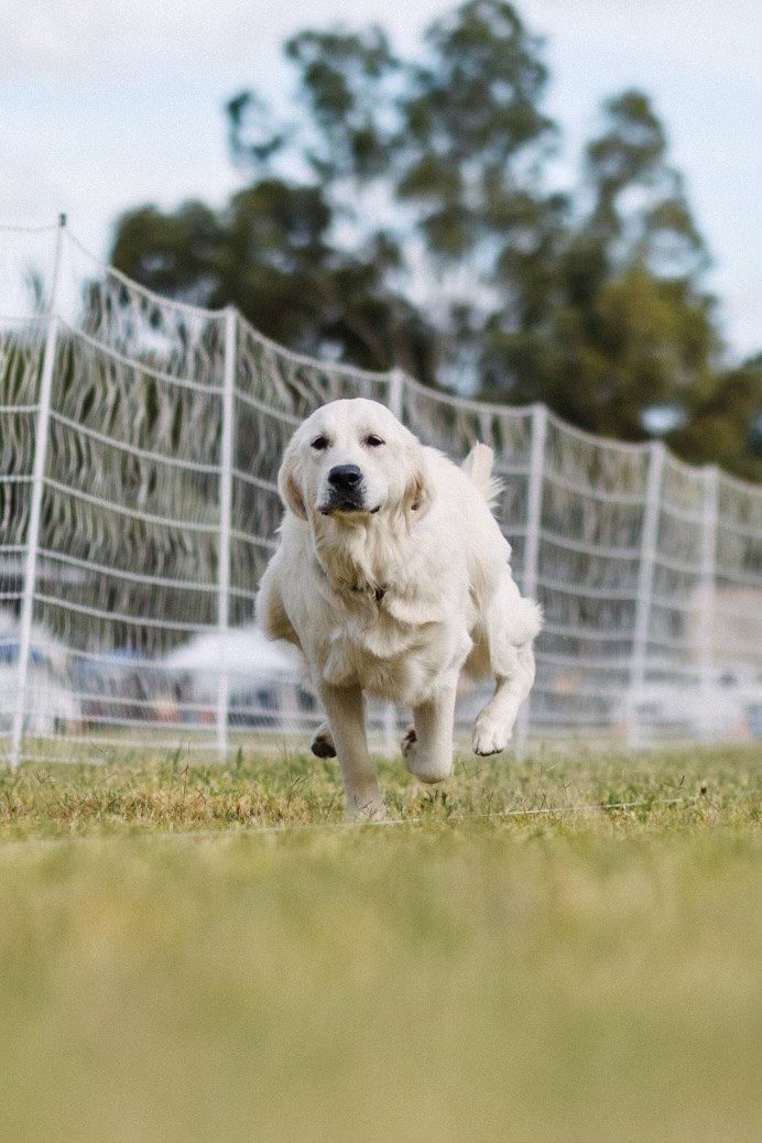 Cream golden retriever sprinting on a FastCAT course