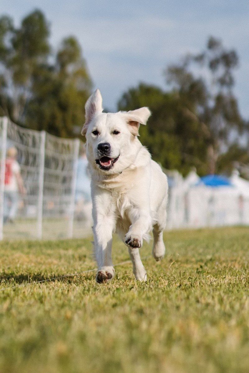 Golden retriever sprinting on a FastCAT course
