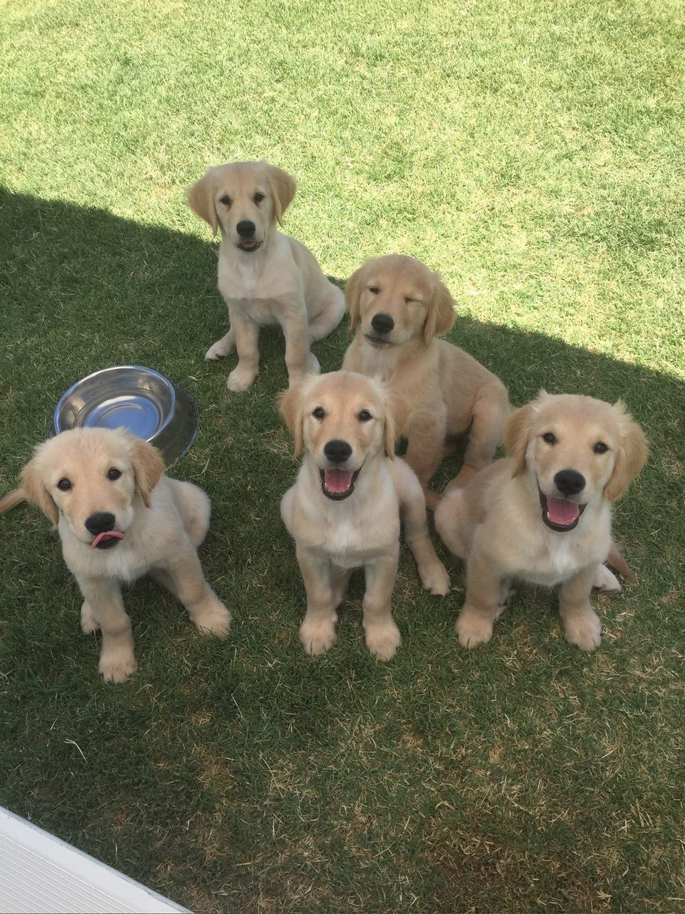 Five golden retriever puppies sitting in a row on the grass