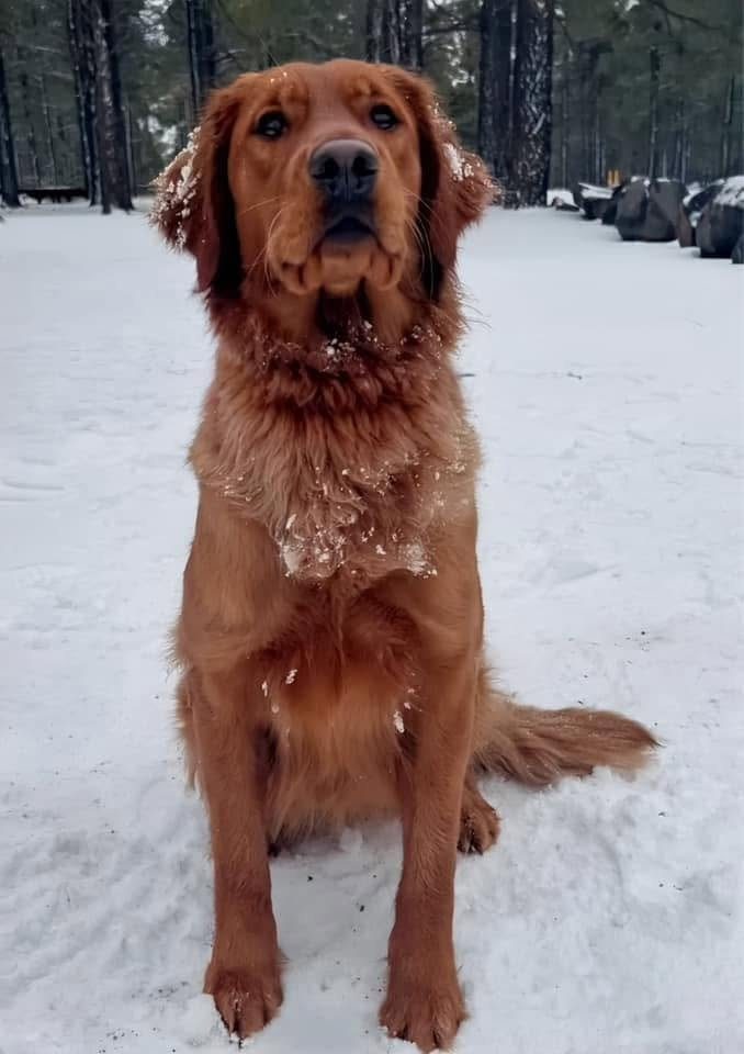 Flirt, dark red golden retriever, sitting in the snow