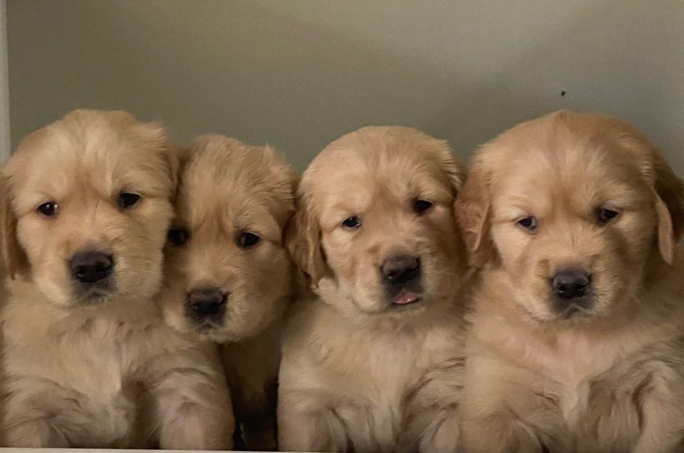 Four golden retriever puppies looking at the camera