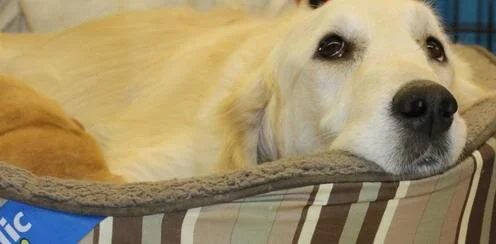 Freedom, golden retriever, resting her head on a cushion