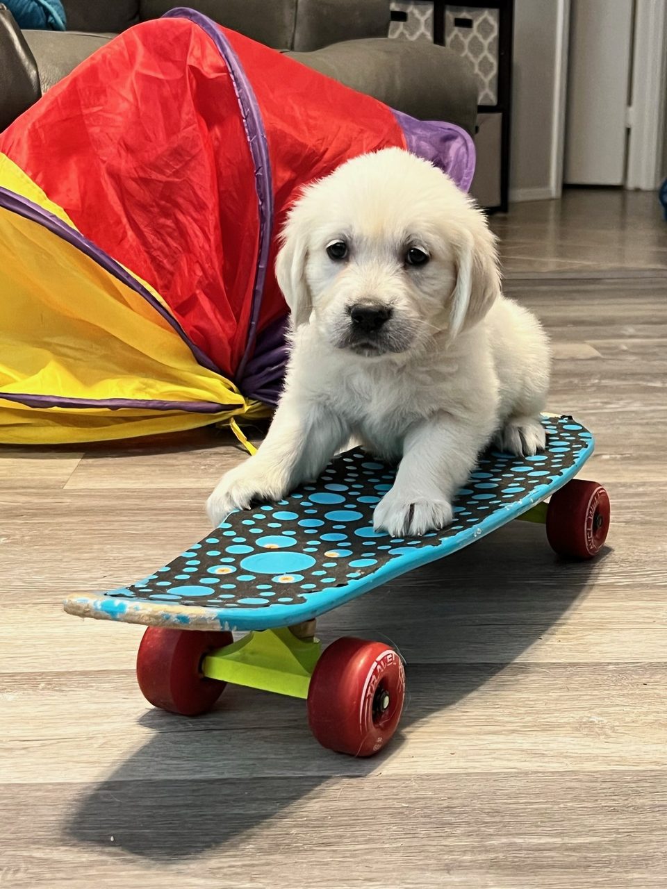 Golden retriever puppy on a skateboard next to a play tunnel