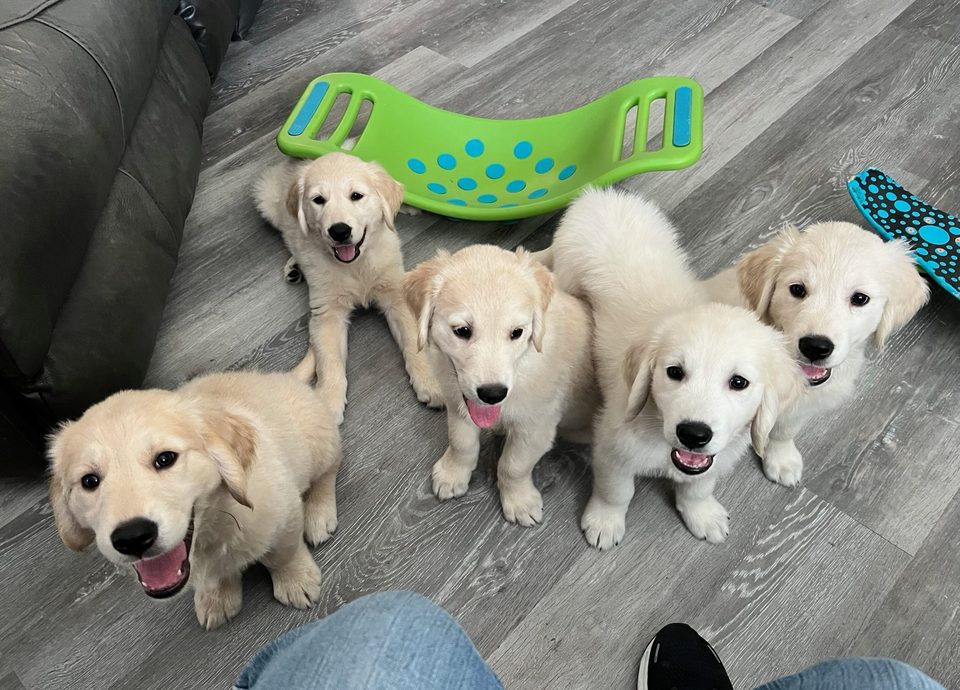 Golden retriever litter posed together