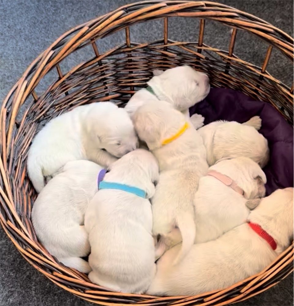 Litter of golden retriever puppies in a basket