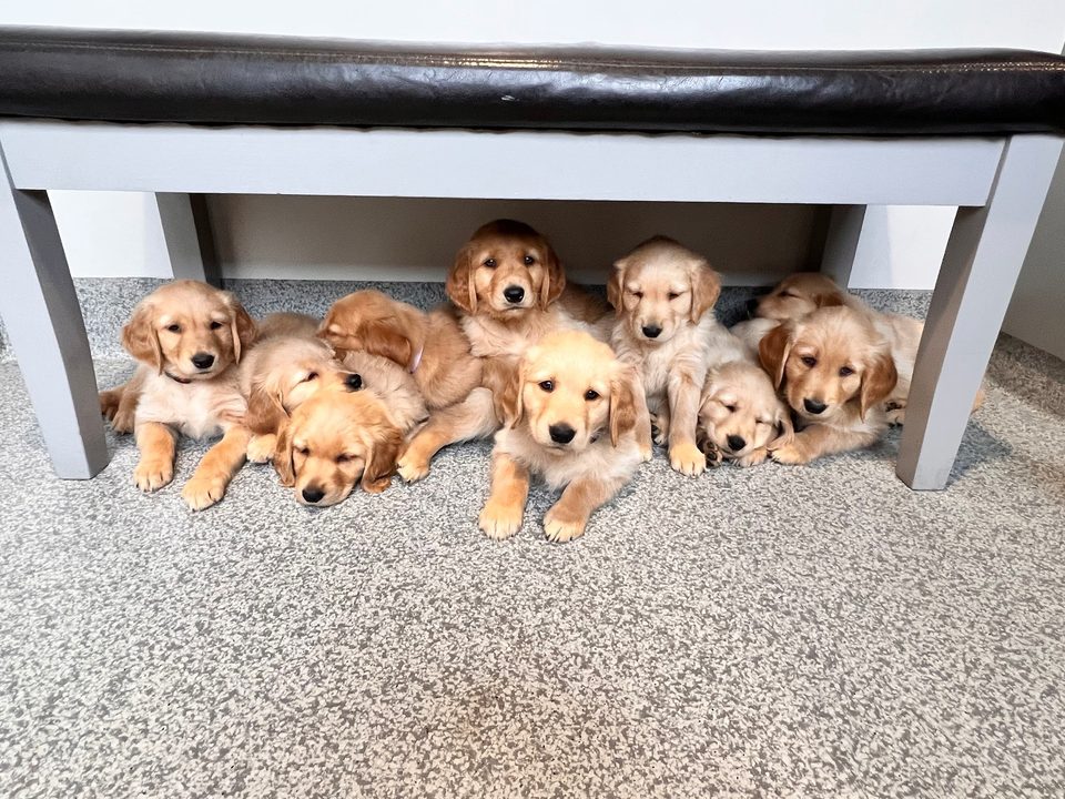 Nine golden retriever puppies lined up under a table