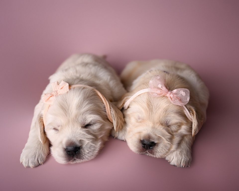Two newborn golden retriever puppies on a pink blanket