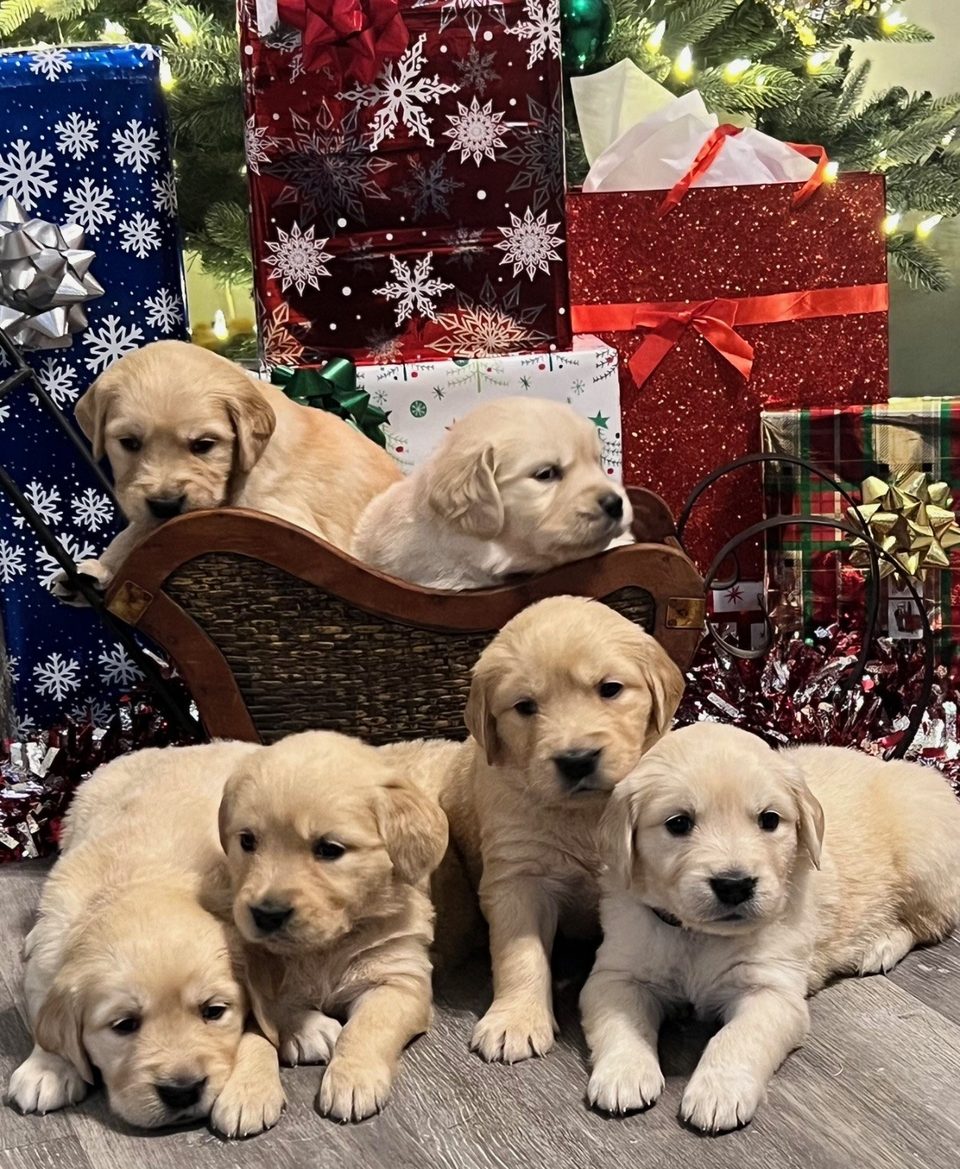 Golden retriever puppies in front of a Christmas tree