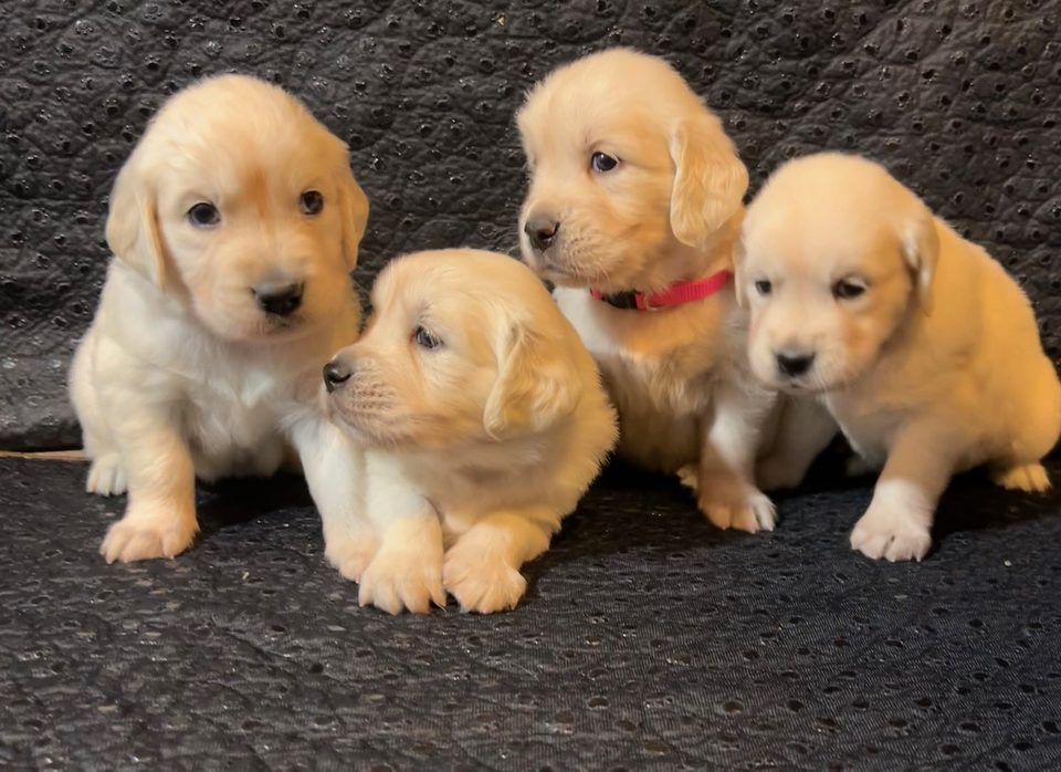 Golden retriever puppies wearing colored collars
