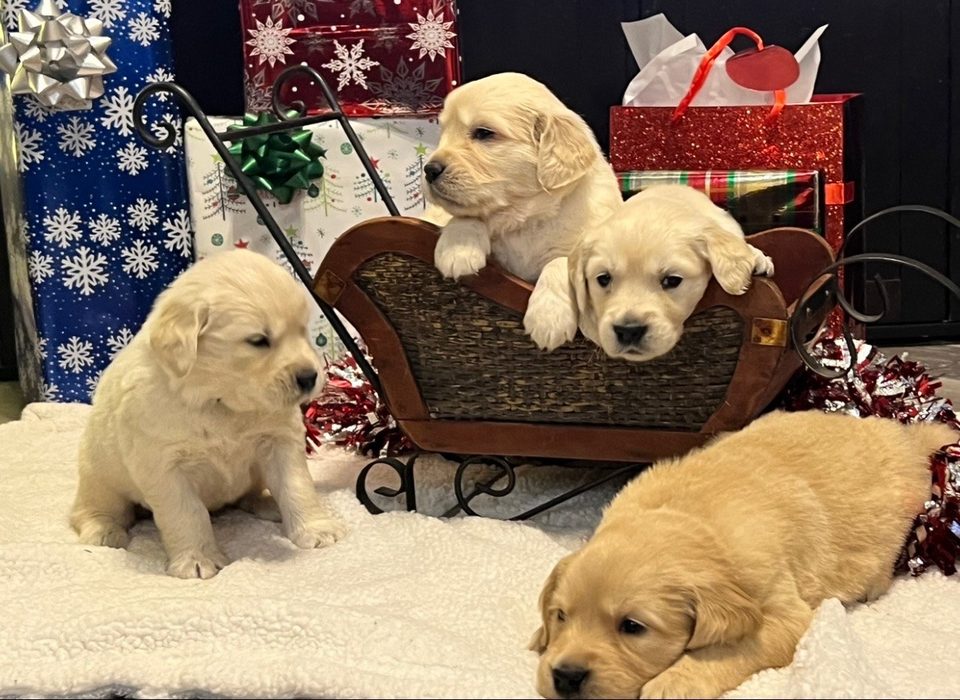 Golden retriever puppies in a toy sleigh