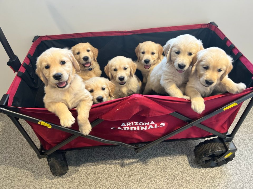 Six golden retriever puppies riding in a red wagon