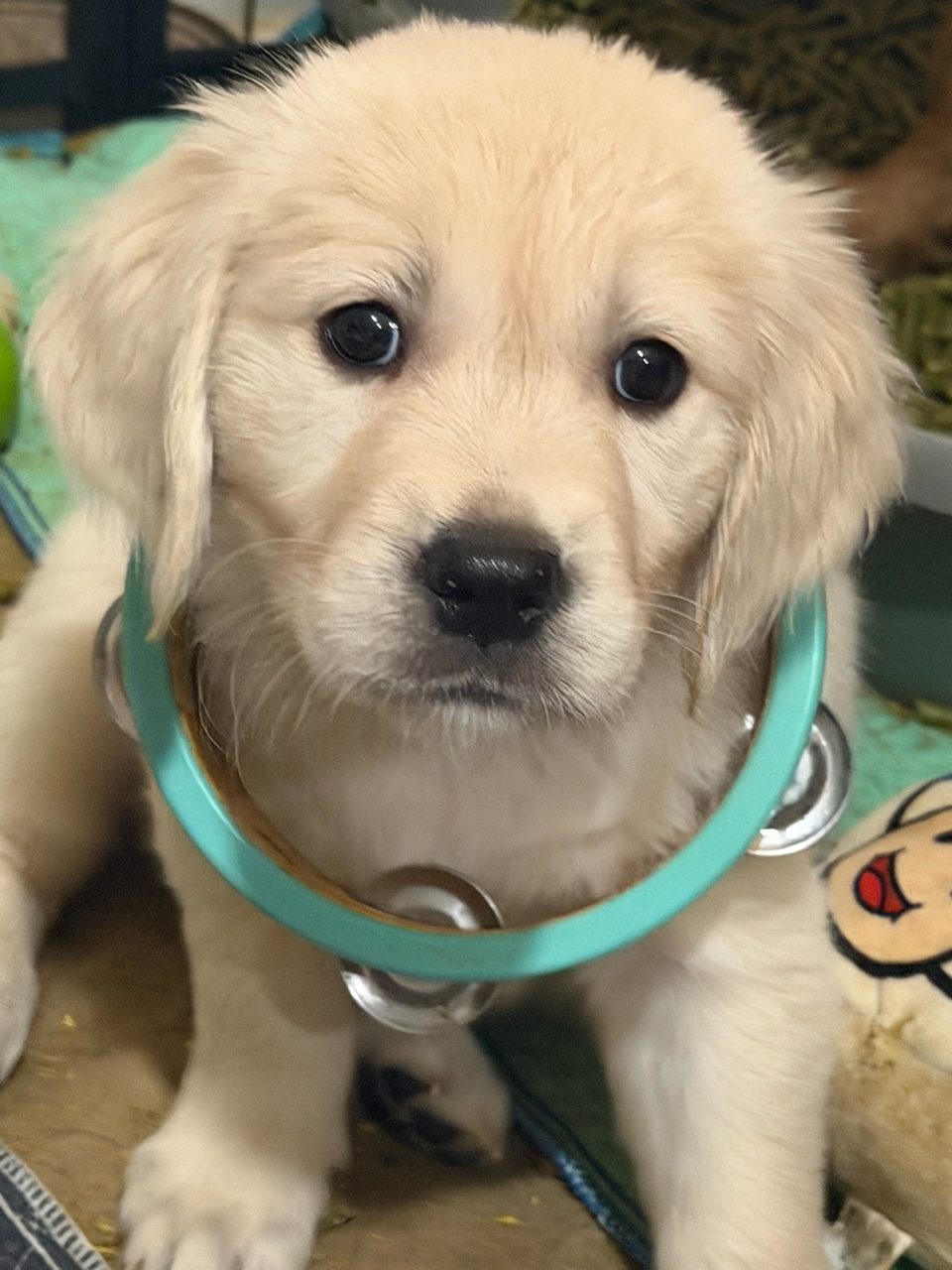 Golden retriever puppy wearing a collar