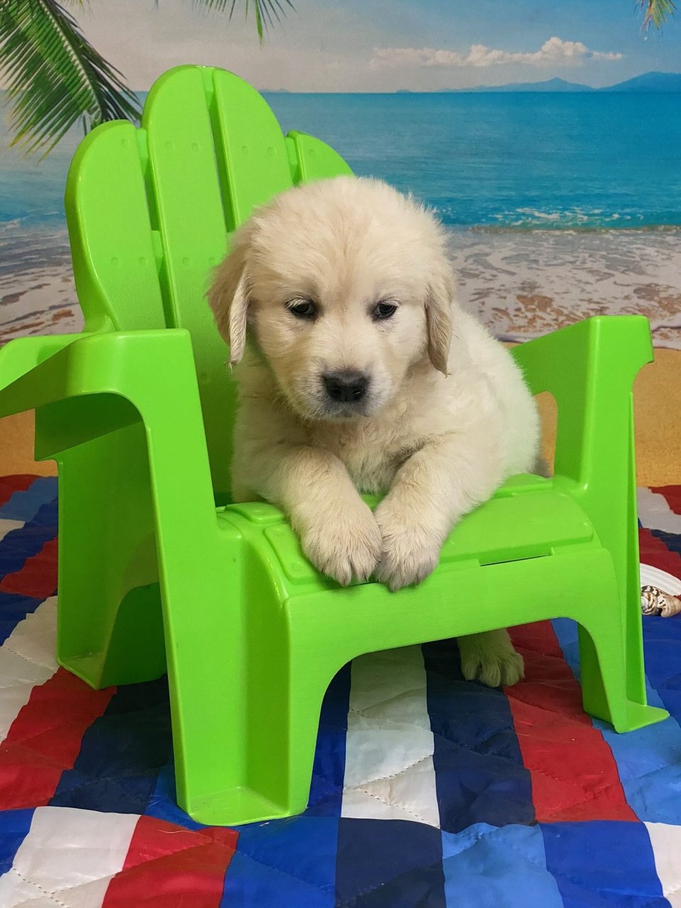 Golden retriever puppy sitting in a green chair