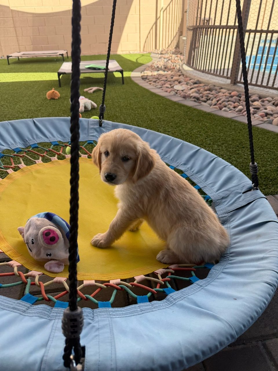 Golden retriever puppy on a small trampoline