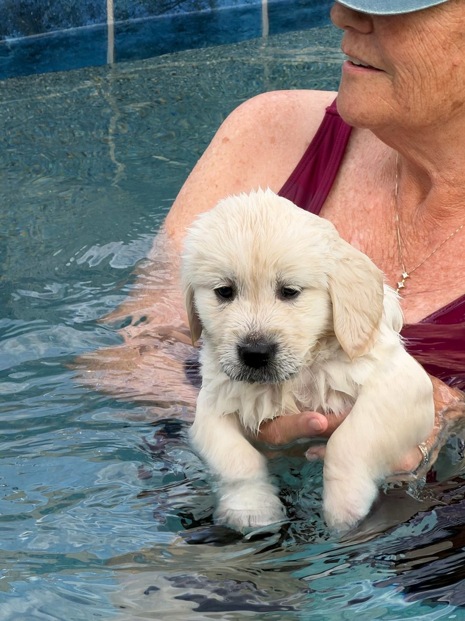 Golden retriever puppy learning to swim in a pool