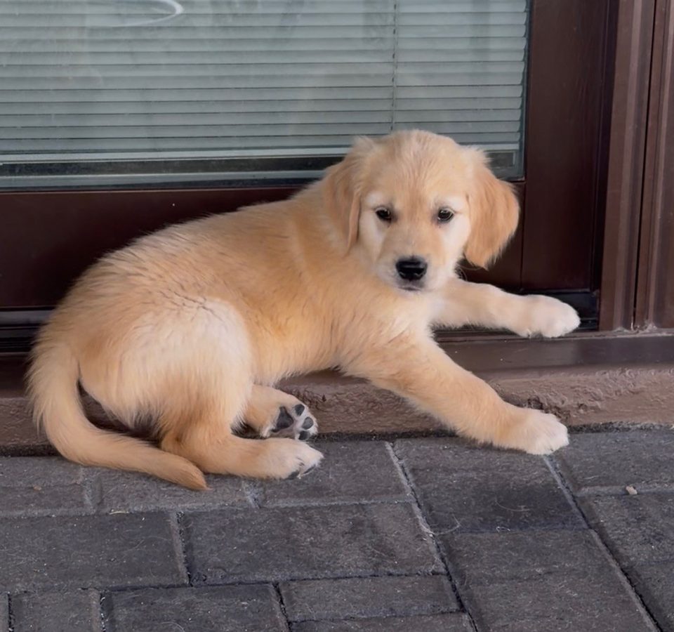 Golden retriever puppy lying on a porch