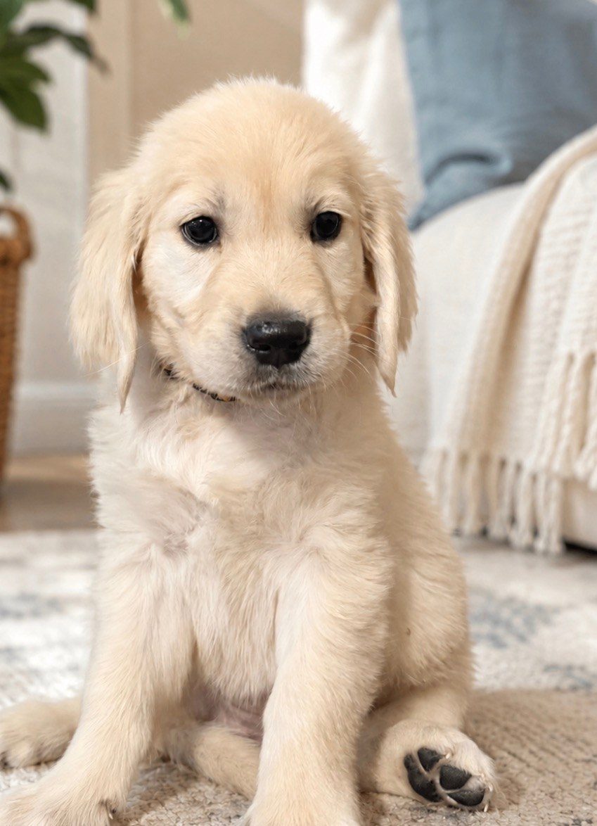 Cream golden retriever puppy sitting calmly on a wood floor