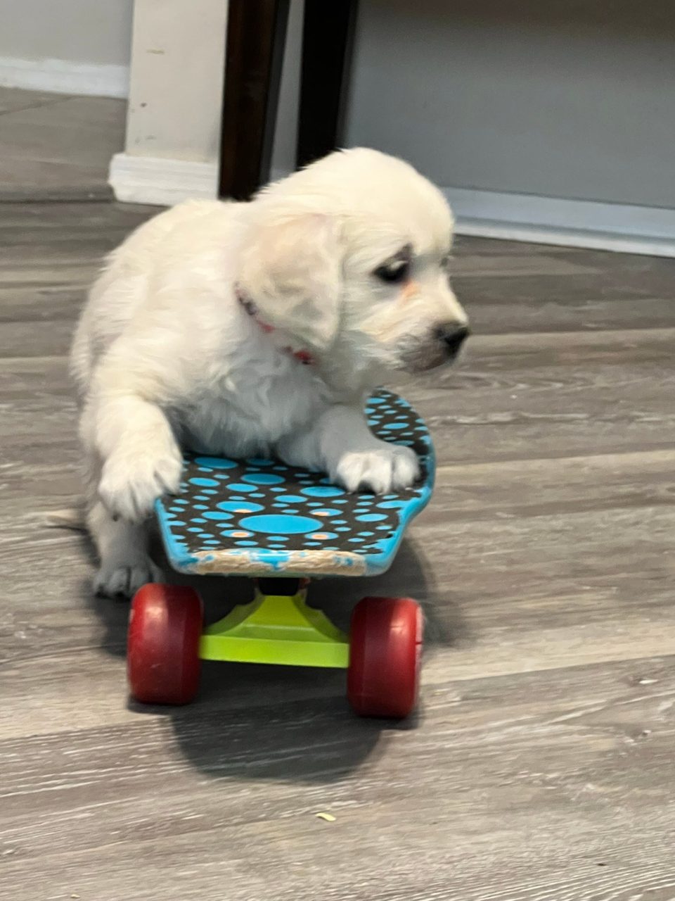 Golden retriever puppy standing on a skateboard
