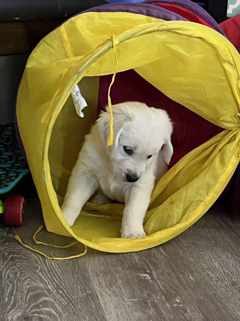 Golden retriever puppy coming out of a yellow tunnel