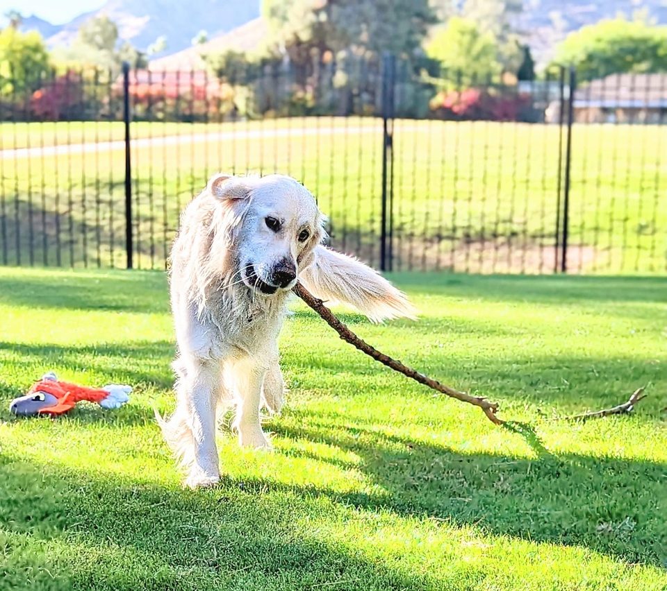 Golden retriever running across a park