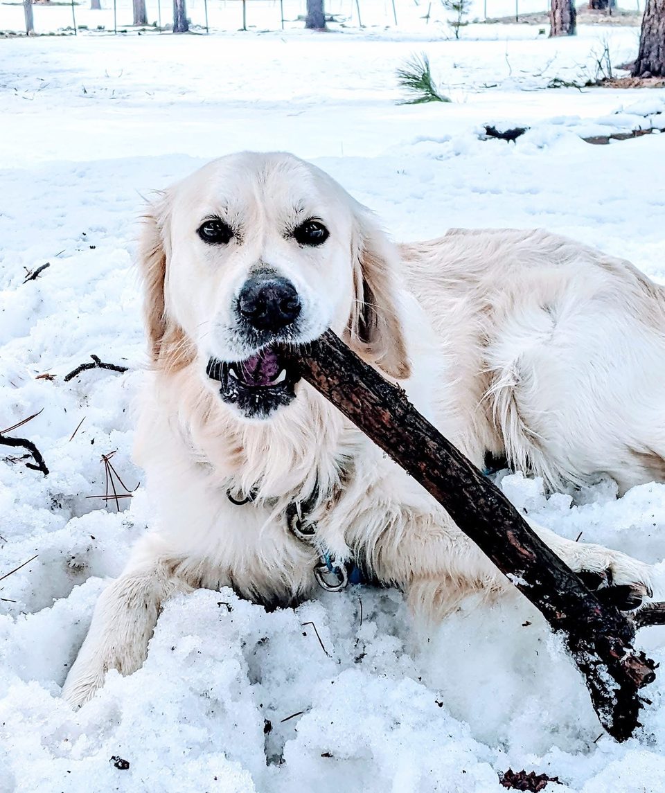 Golden retriever playing in Flagstaff snow