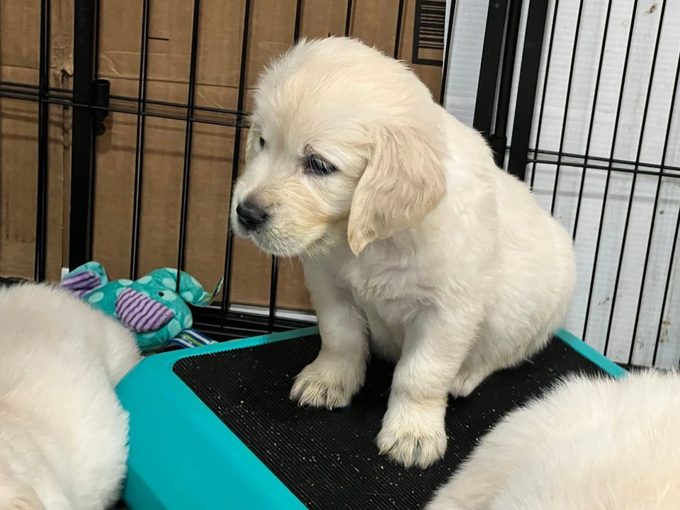 Golden retriever puppy standing on a table