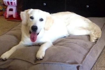 Justice, cream golden retriever, lying on a dog bed