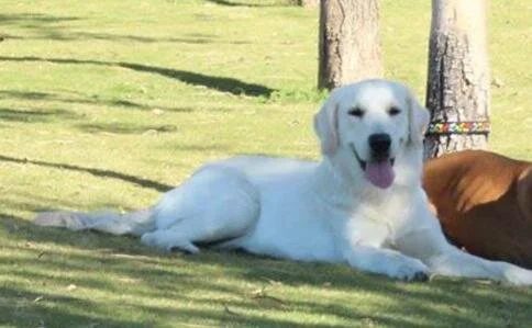 Liberty, cream golden retriever, lying on the lawn