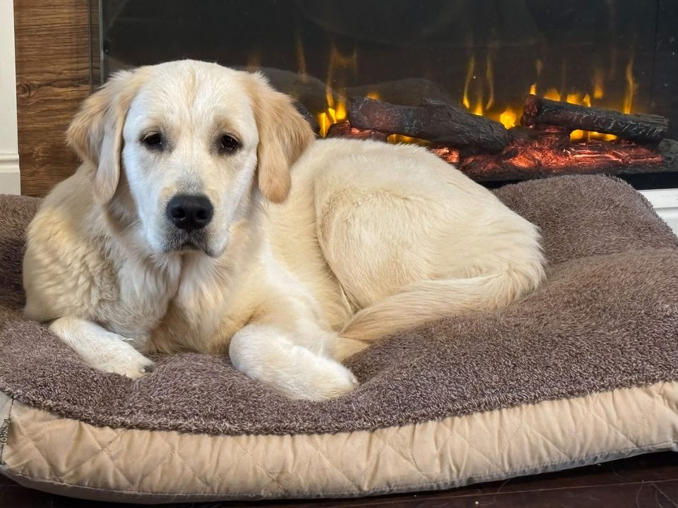 Adult light golden retriever resting calmly on a dog bed