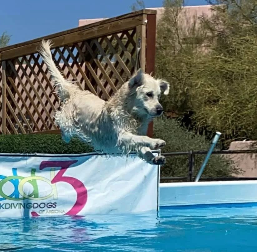 Mayor, cream golden retriever, leaping off a dock into a pool