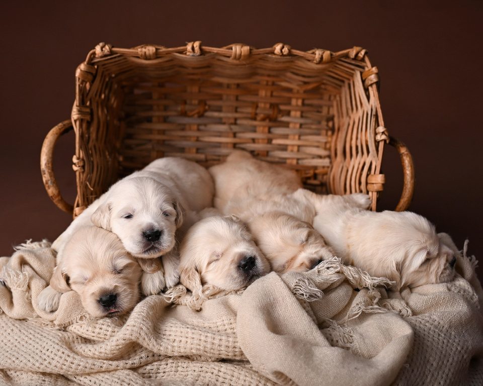 Newborn golden retriever puppies asleep in a basket