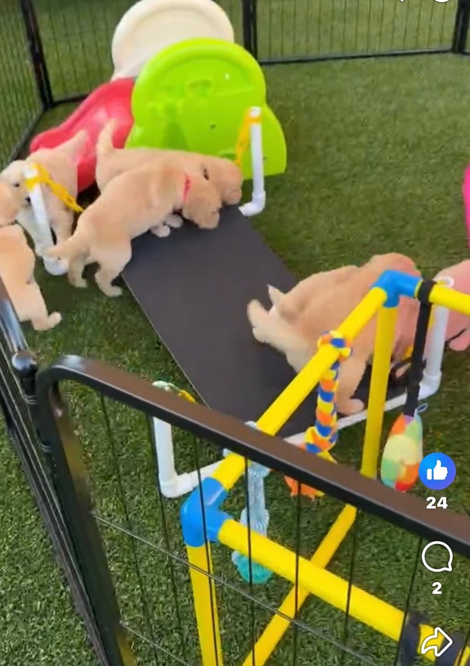 Golden retriever puppies exploring an enrichment yard