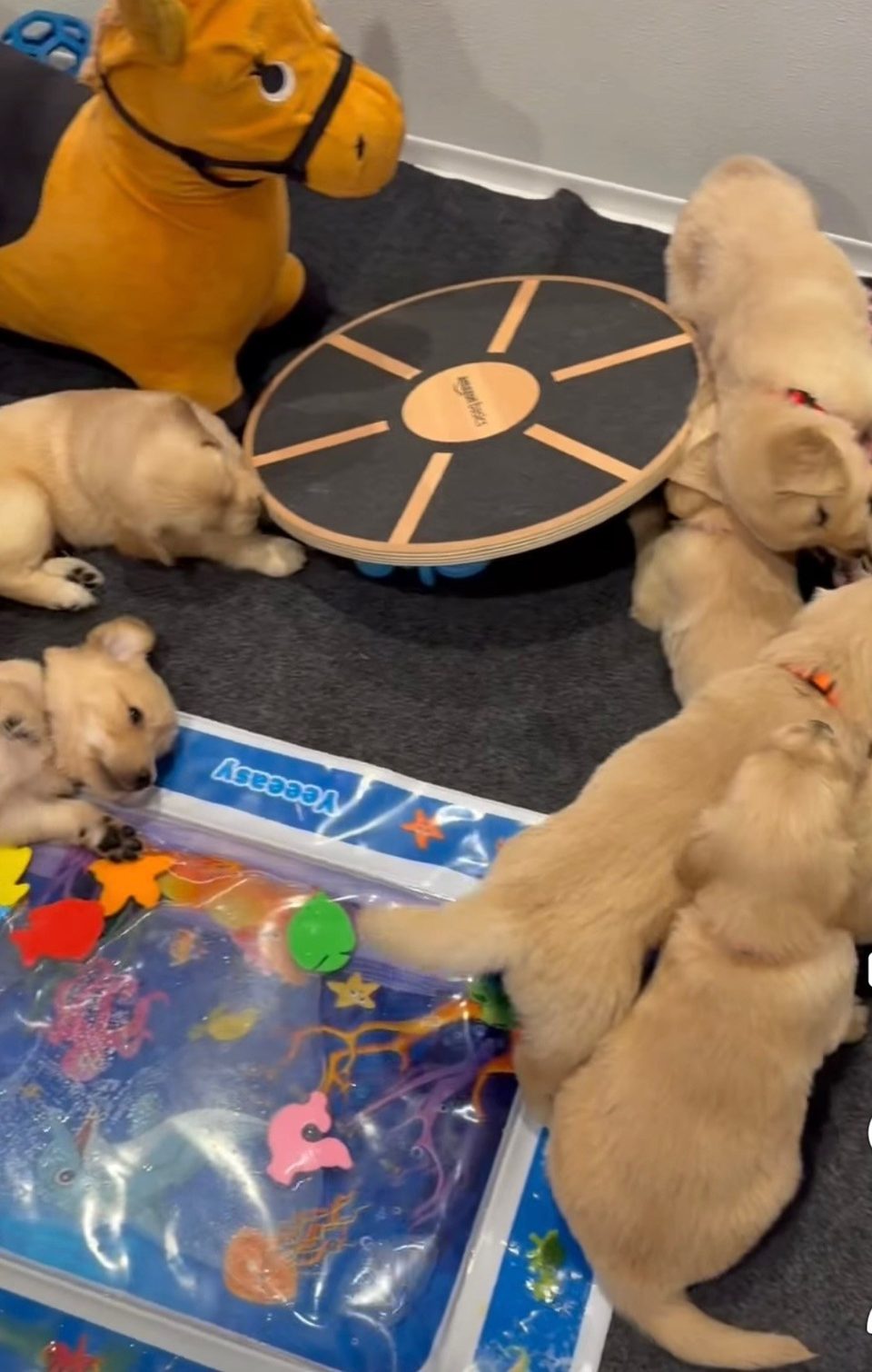 Golden retriever puppies exploring a wobble board and toys