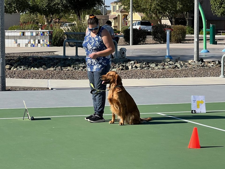 Golden retriever competing in a Rally obedience ring