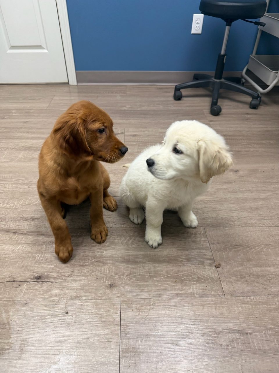 A red and a cream golden retriever puppy together