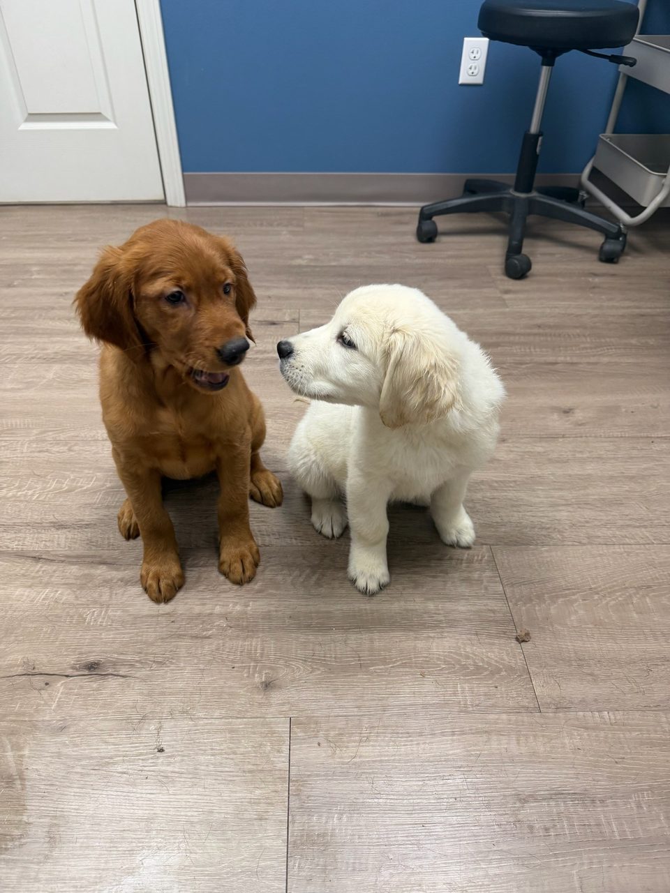Two Westwing puppies, one dark red and one cream, sitting together