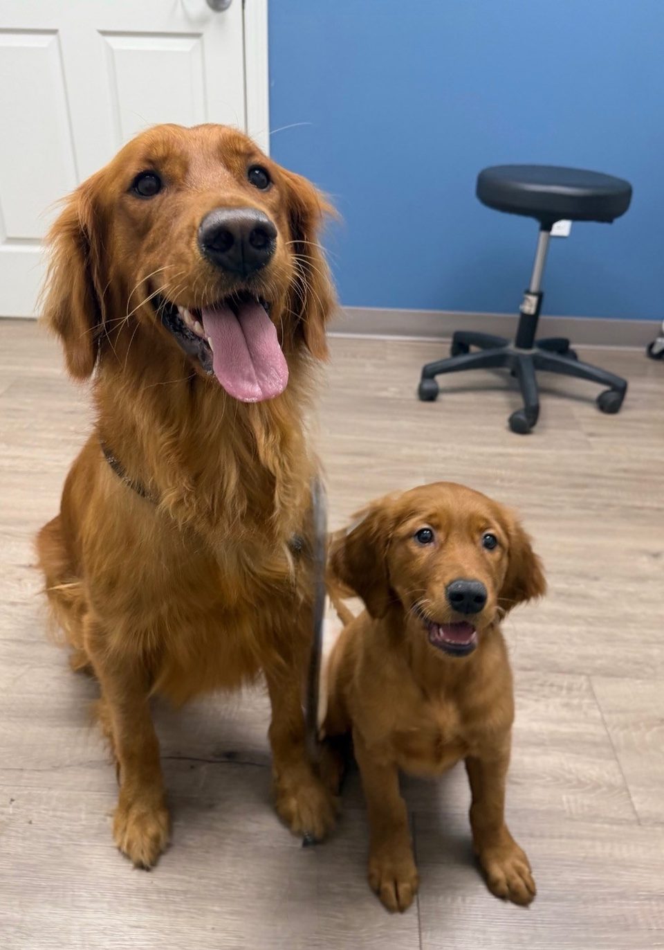 Red golden retriever mother with her puppy