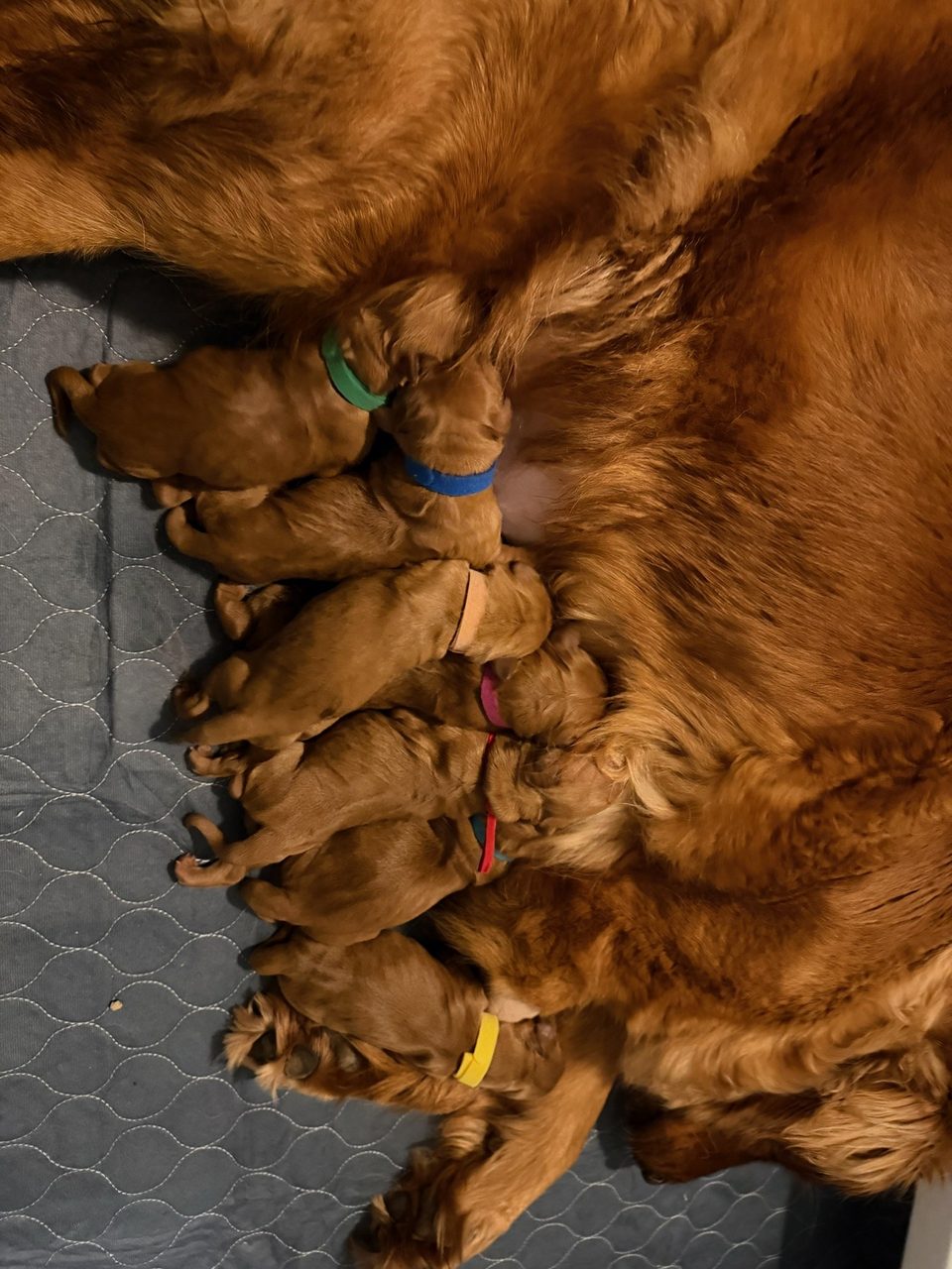 Red golden retriever nursing her newborn litter
