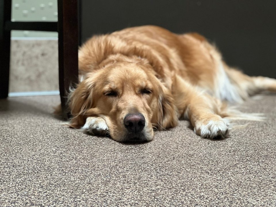 Red golden retriever resting on the floor