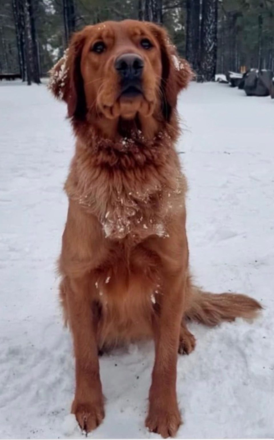 Red golden retriever sitting in the snow